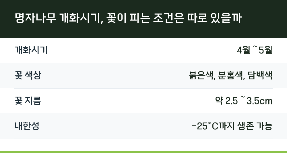 명자나무 개화시기, 꽃이 피는 조건은 따로 있을까