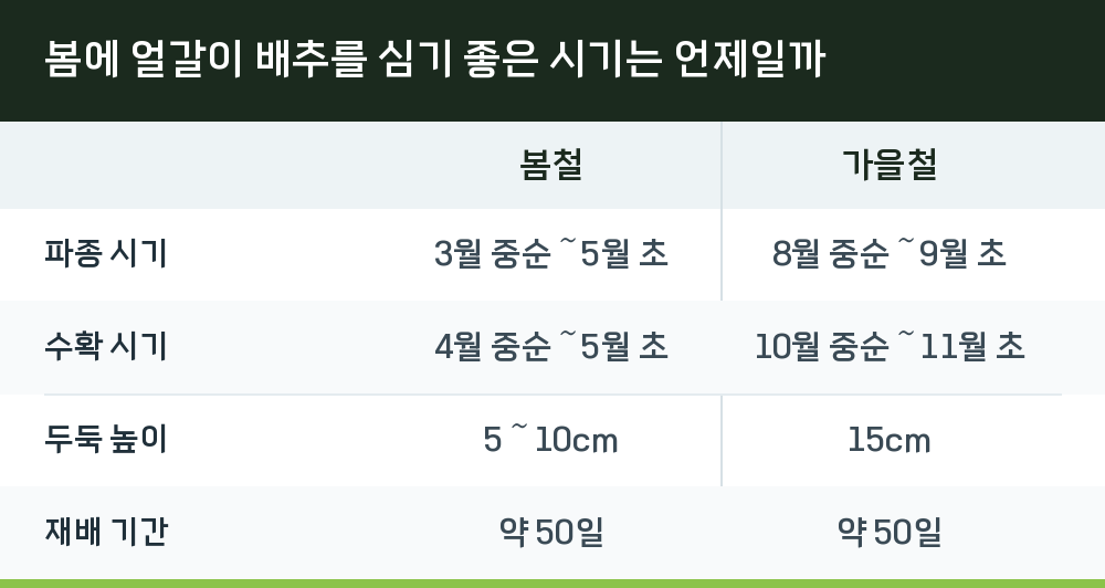 봄에 얼갈이 배추를 심기 좋은 시기는 언제일까