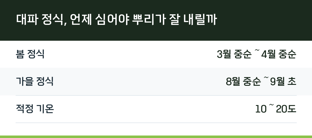 대파 정식, 언제 심어야 뿌리가 잘 내릴까