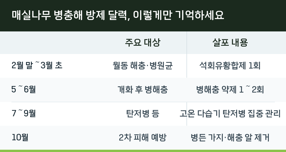 매실나무 병충해 방제 달력, 이렇게만 기억하세요