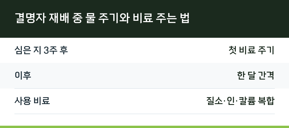 결명자 재배 중 물 주기와 비료 주는 법