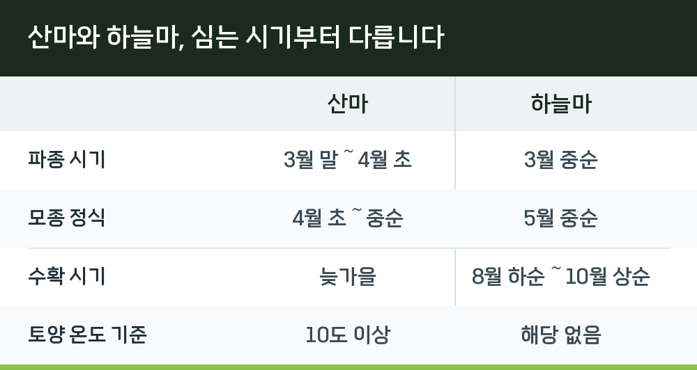 산마와 하늘마, 심는 시기부터 다릅니다