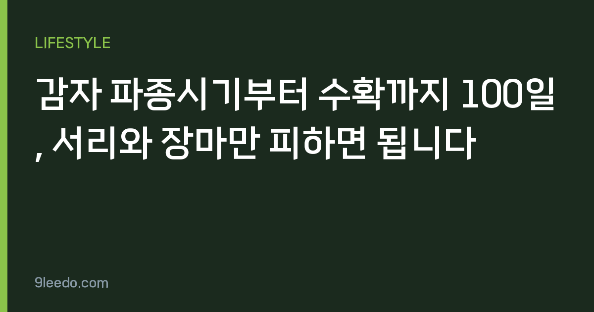 감자 파종시기부터 수확까지 100일, 서리와 장마만 피하면 됩니다