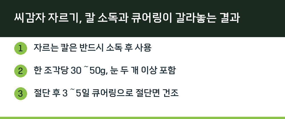 씨감자 자르기, 칼 소독과 큐어링이 갈라놓는 결과