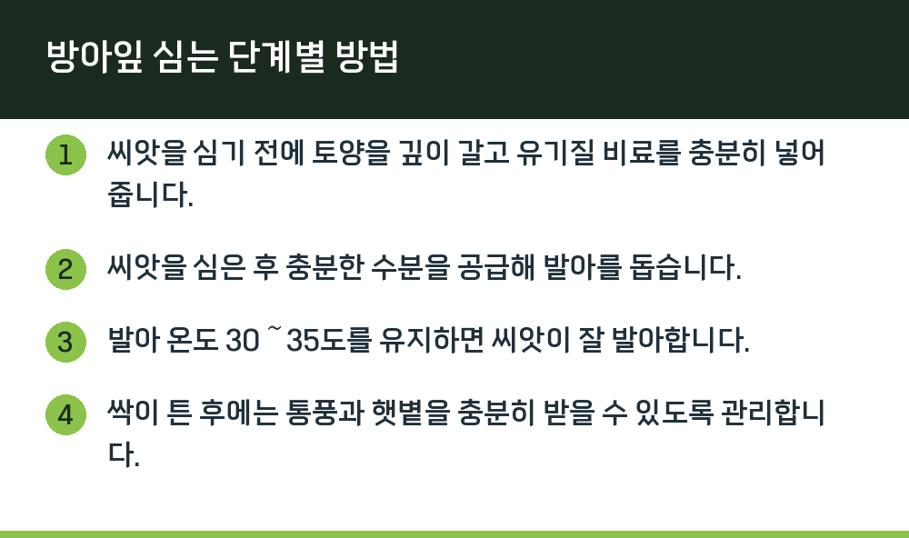 방아잎 심는 단계별 방법