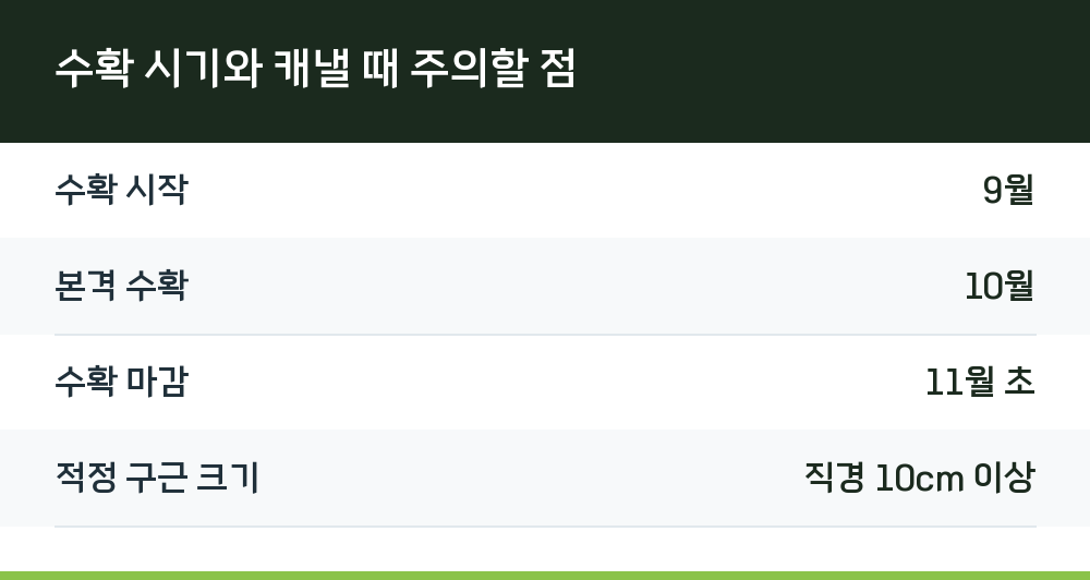 수확 시기와 캐낼 때 주의할 점