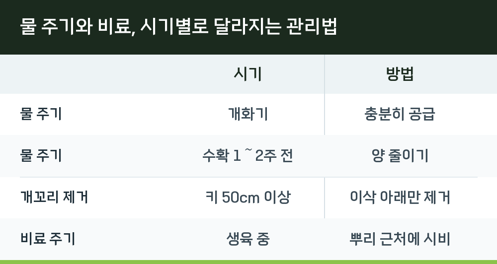 물 주기와 비료, 시기별로 달라지는 관리법