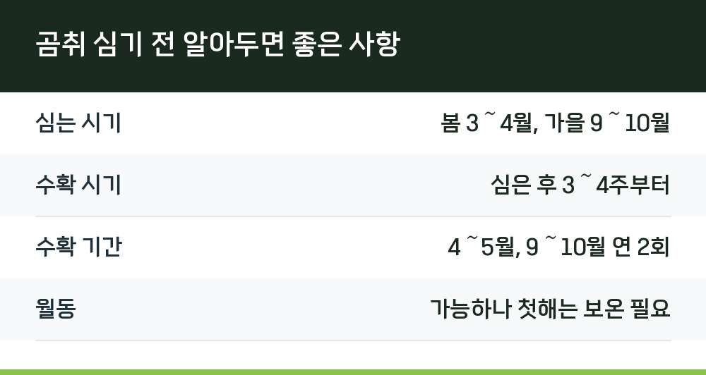 곰취 심기 전 알아두면 좋은 사항