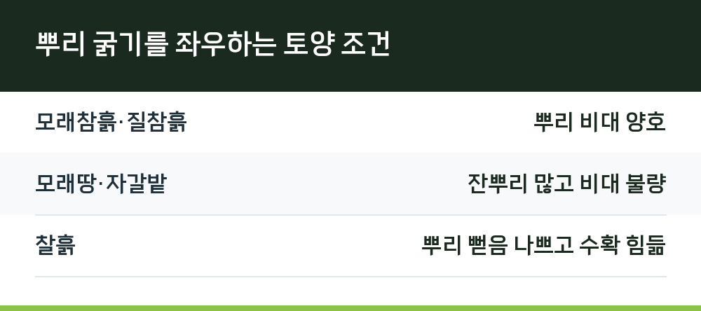 뿌리 굵기를 좌우하는 토양 조건