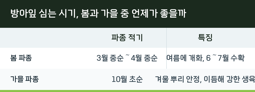 방아잎 심는 시기, 봄과 가을 중 언제가 좋을까