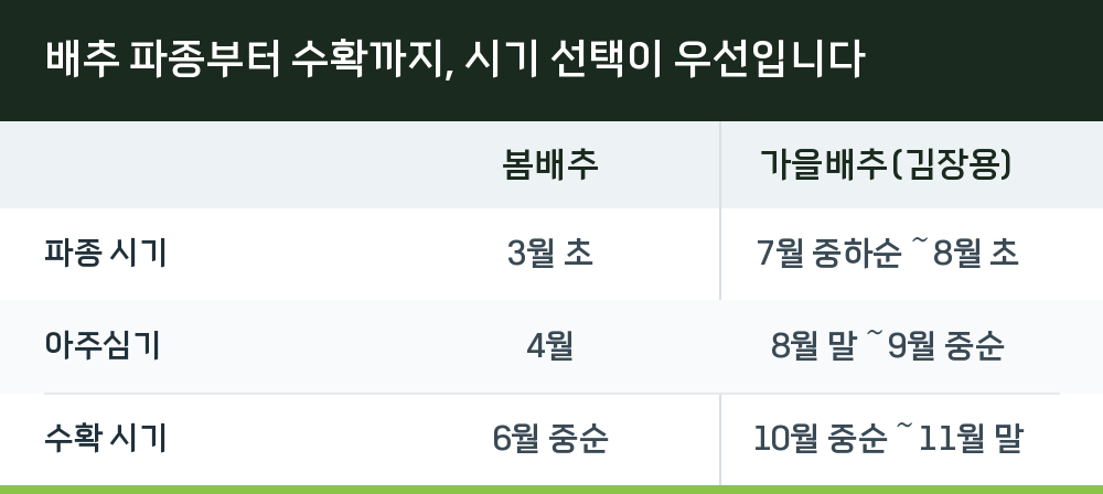 배추 파종부터 수확까지, 시기 선택이 우선입니다