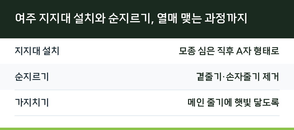 여주 지지대 설치와 순지르기, 열매 맺는 과정까지