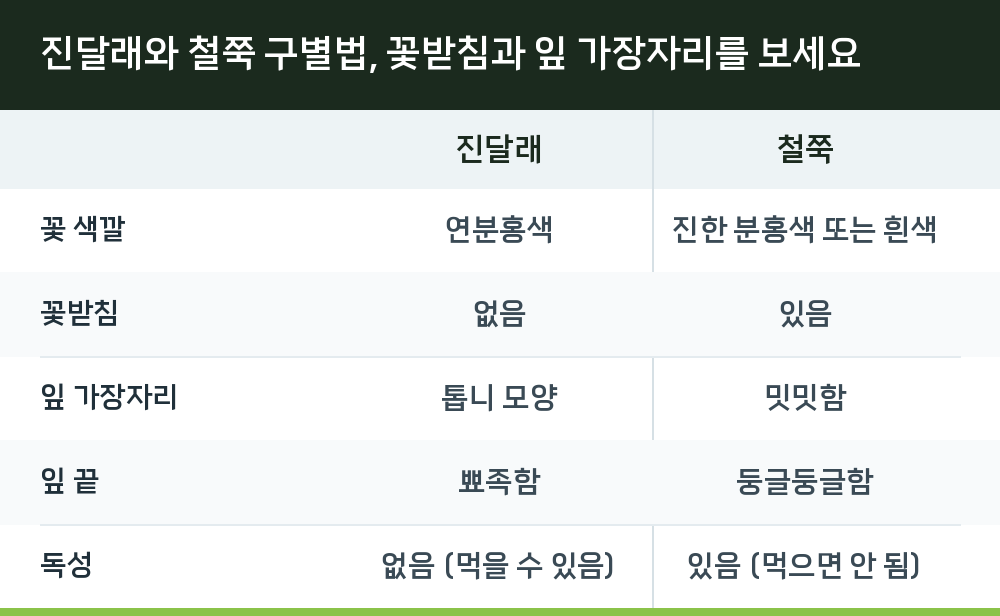 진달래와 철쭉 구별법, 꽃받침과 잎 가장자리를 보세요