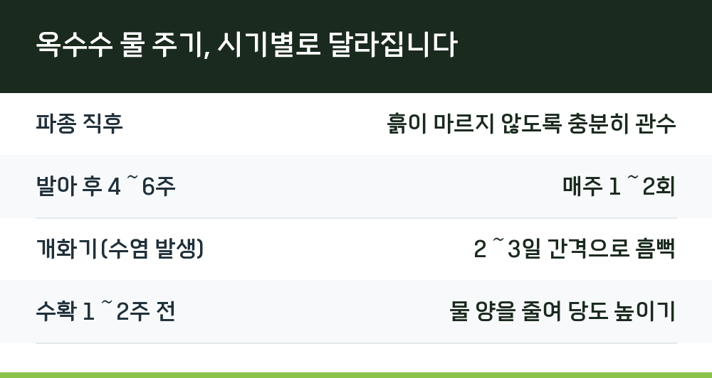 옥수수 물 주기, 시기별로 달라집니다