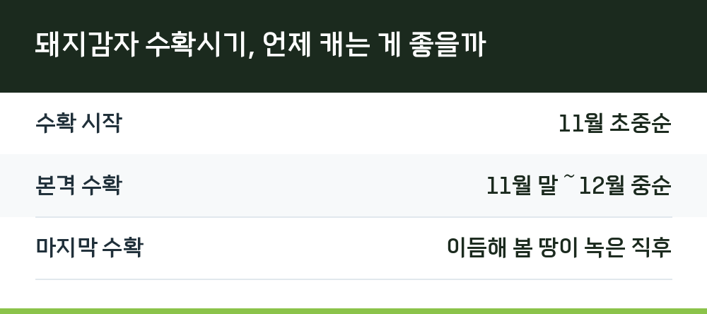 돼지감자 수확시기, 언제 캐는 게 좋을까