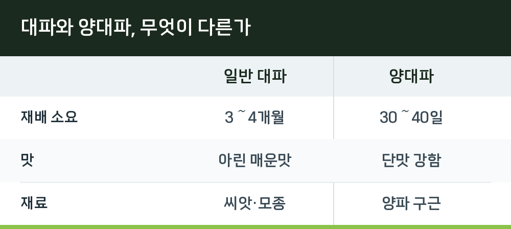 대파와 양대파, 무엇이 다른가