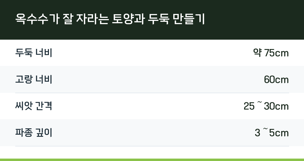 옥수수가 잘 자라는 토양과 두둑 만들기