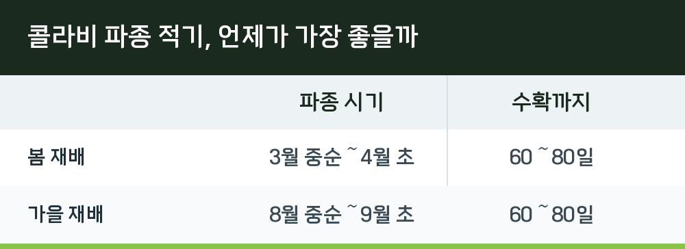 콜라비 파종 적기, 언제가 가장 좋을까