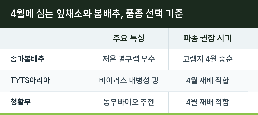 4월에 심는 잎채소와 봄배추, 품종 선택 기준