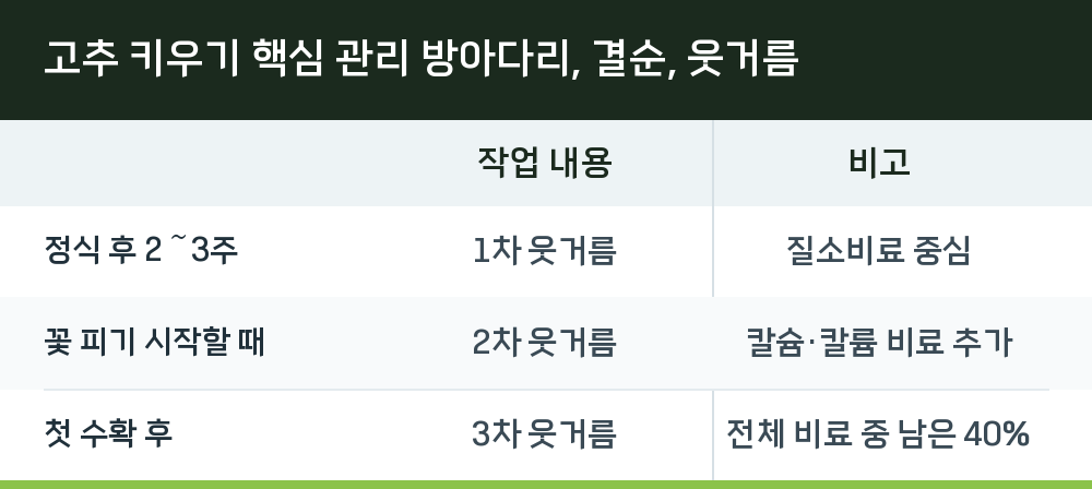 고추 키우기 핵심 관리 방아다리, 결순, 웃거름