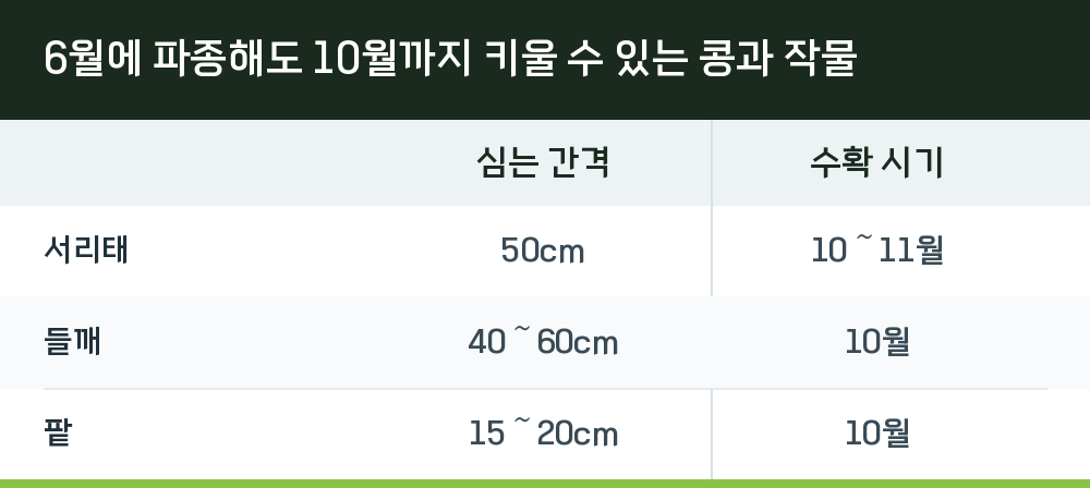 6월에 파종해도 10월까지 키울 수 있는 콩과 작물