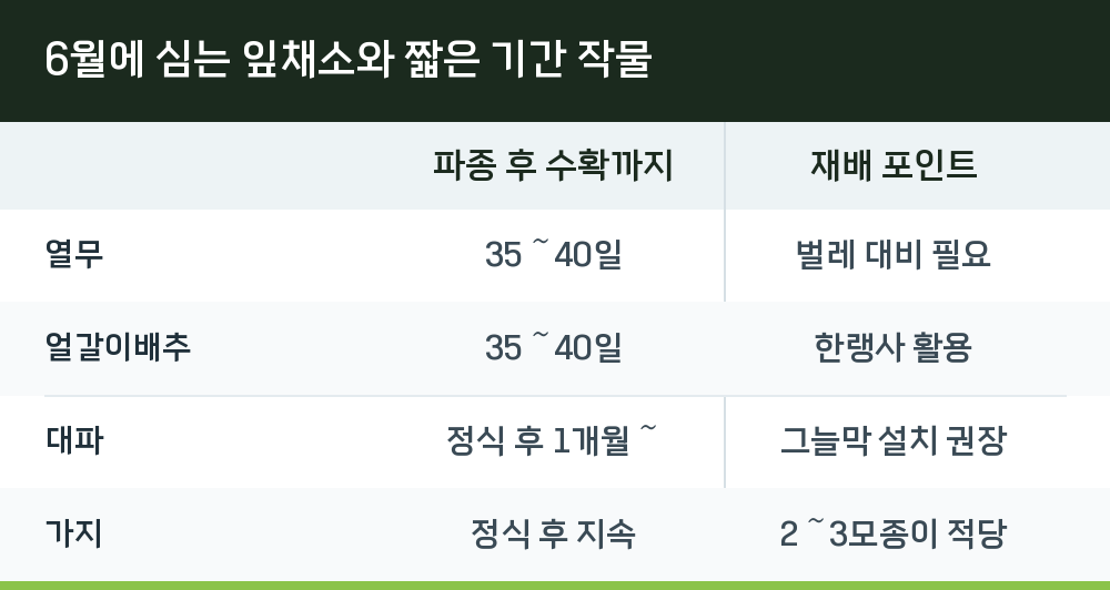 6월에 심는 잎채소와 짧은 기간 작물