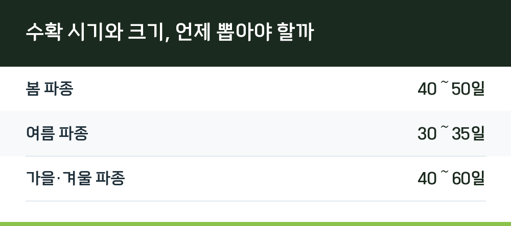 수확 시기와 크기, 언제 뽑아야 할까