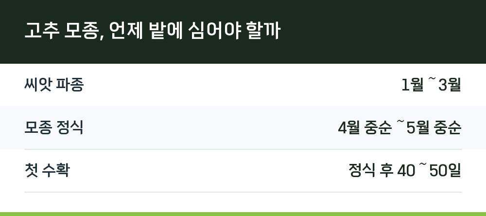 고추 모종, 언제 밭에 심어야 할까