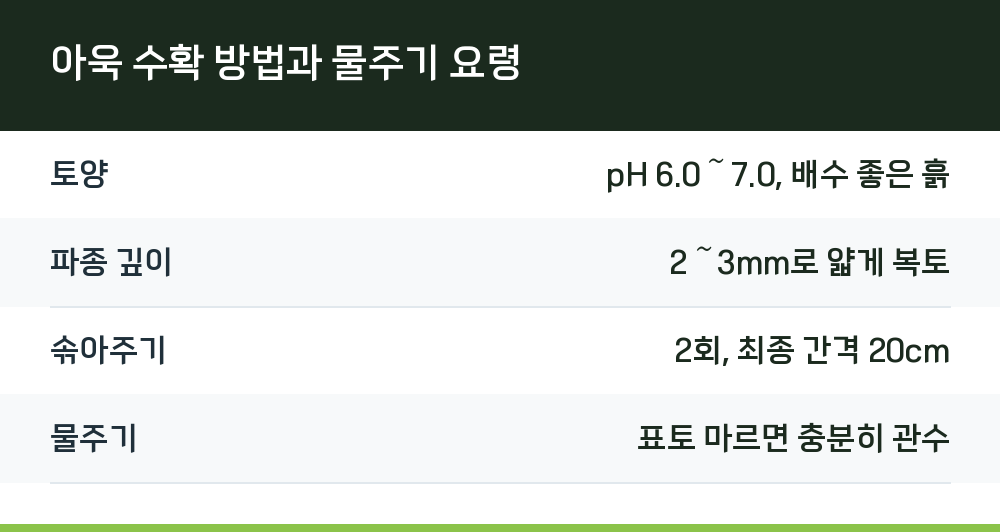 아욱 수확 방법과 물주기 요령