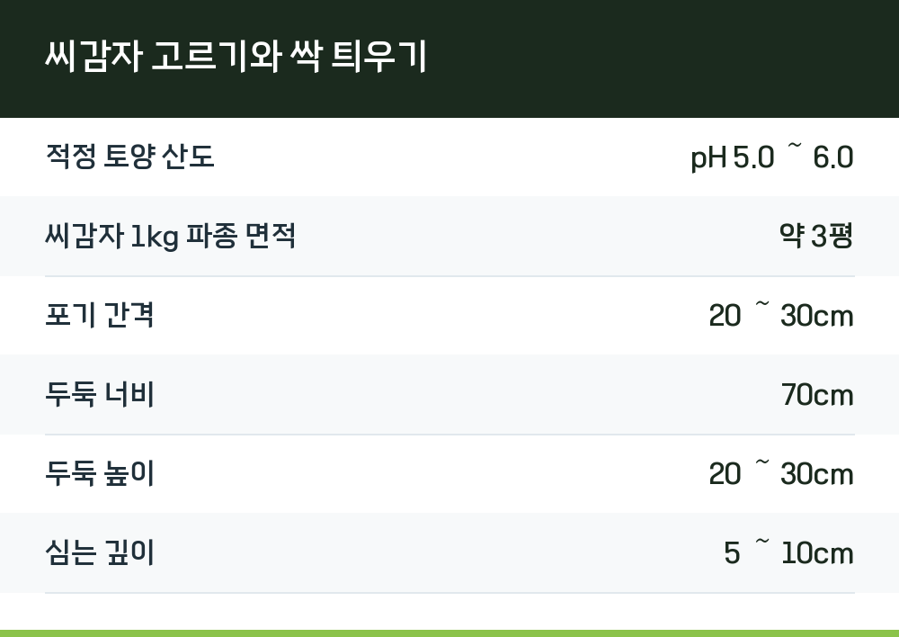 씨감자 고르기와 싹 틔우기
