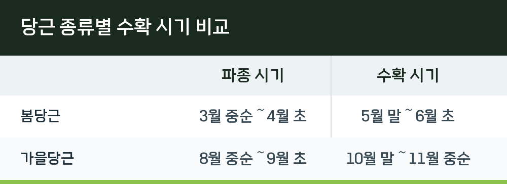 당근 종류별 수확 시기 비교