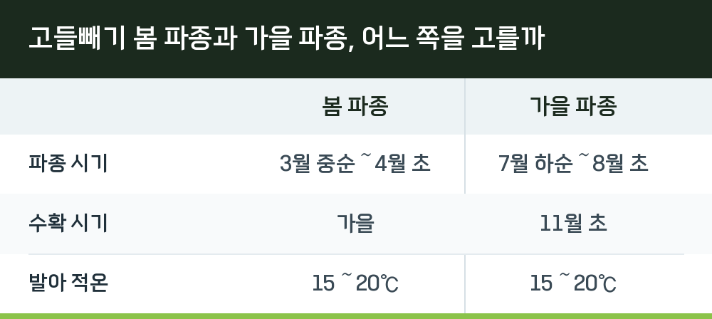 고들빼기 봄 파종과 가을 파종, 어느 쪽을 고를까