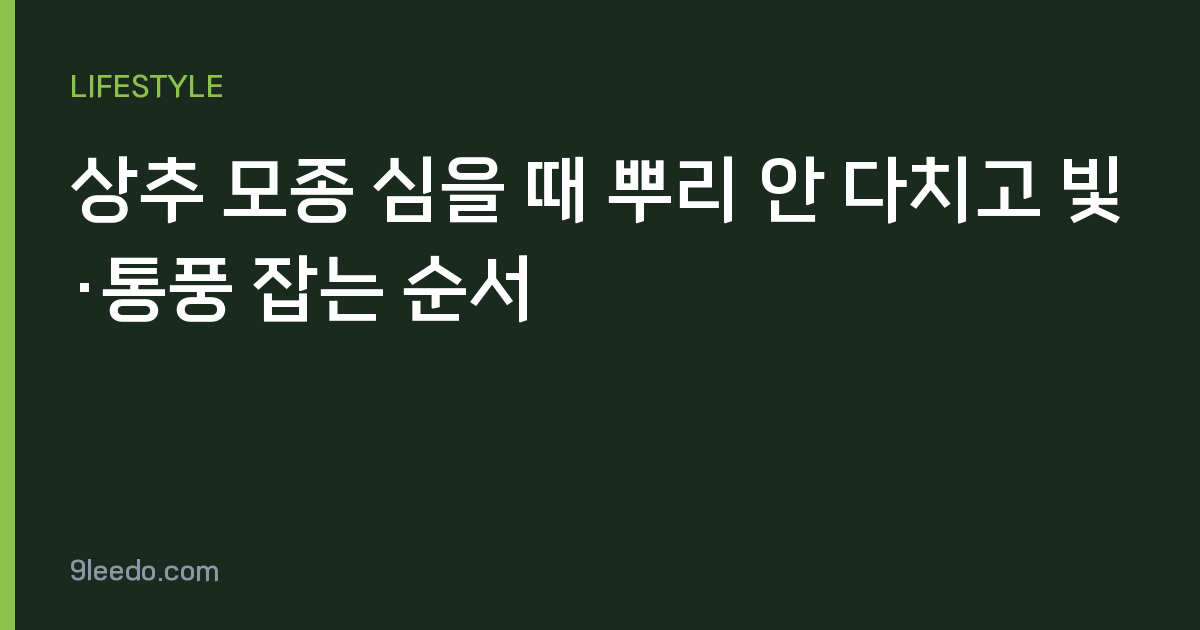 상추 모종 심을 때 뿌리 안 다치고 빛·통풍 잡는 순서