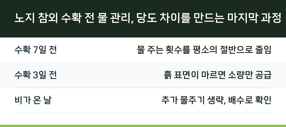 노지 참외 수확 전 물 관리, 당도 차이를 만드는 마지막 과정