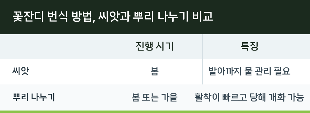 꽃잔디 번식 방법, 씨앗과 뿌리 나누기 비교