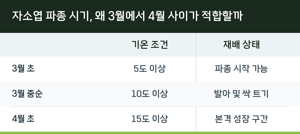 자소엽 파종 시기, 왜 3월에서 4월 사이가 적합할까