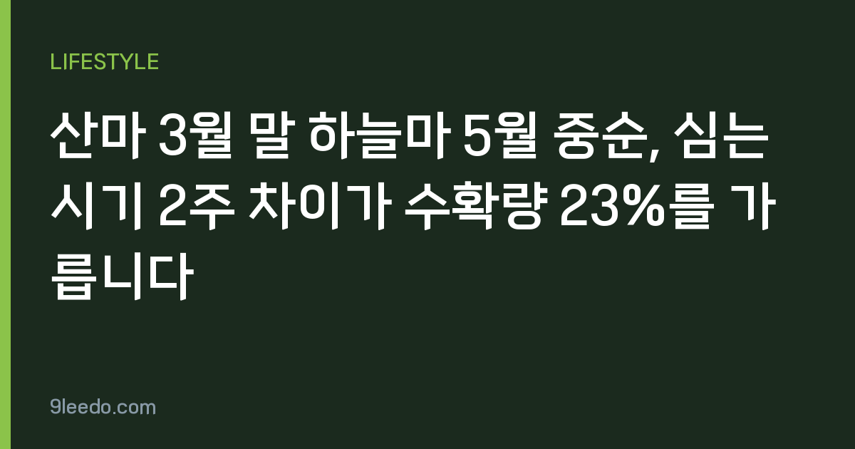 산마 3월 말 하늘마 5월 중순, 심는 시기 2주 차이가 수확량 23%를 가릅니다