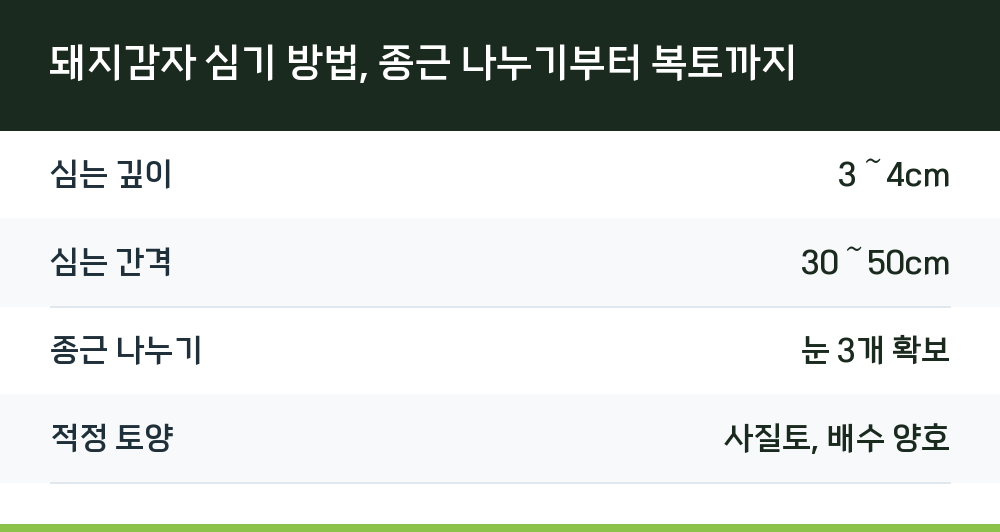 돼지감자 심기 방법, 종근 나누기부터 복토까지