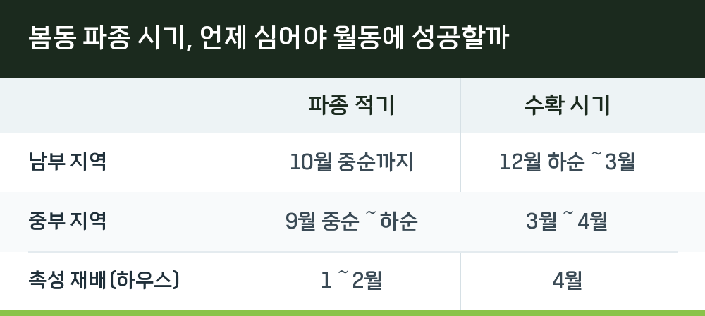 봄동 파종 시기, 언제 심어야 월동에 성공할까