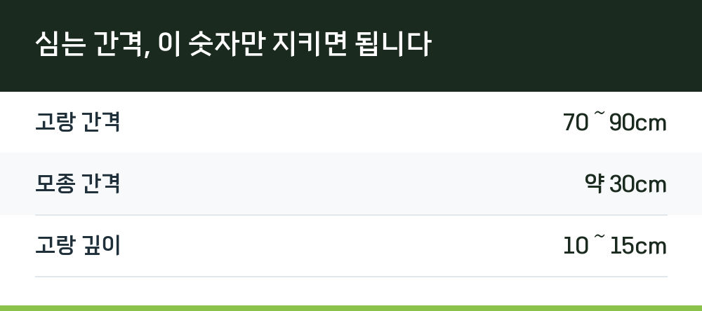 심는 간격, 이 숫자만 지키면 됩니다