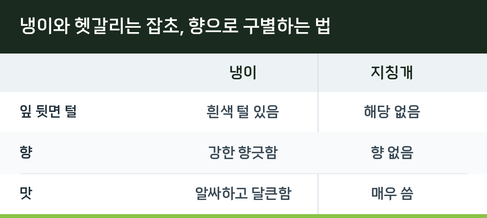 냉이와 헷갈리는 잡초, 향으로 구별하는 법