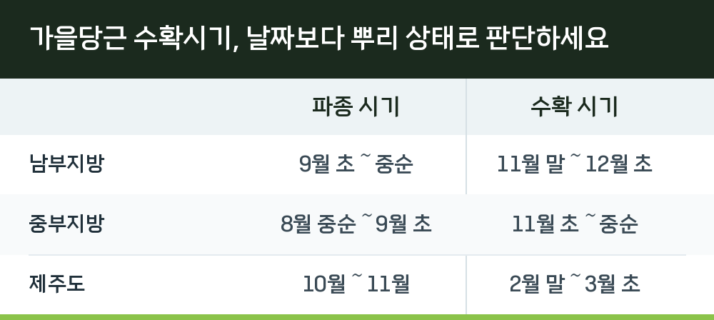 가을당근 수확시기, 날짜보다 뿌리 상태로 판단하세요
