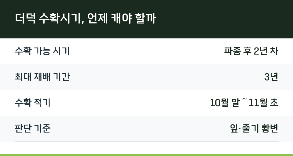 더덕 수확시기, 언제 캐야 할까
