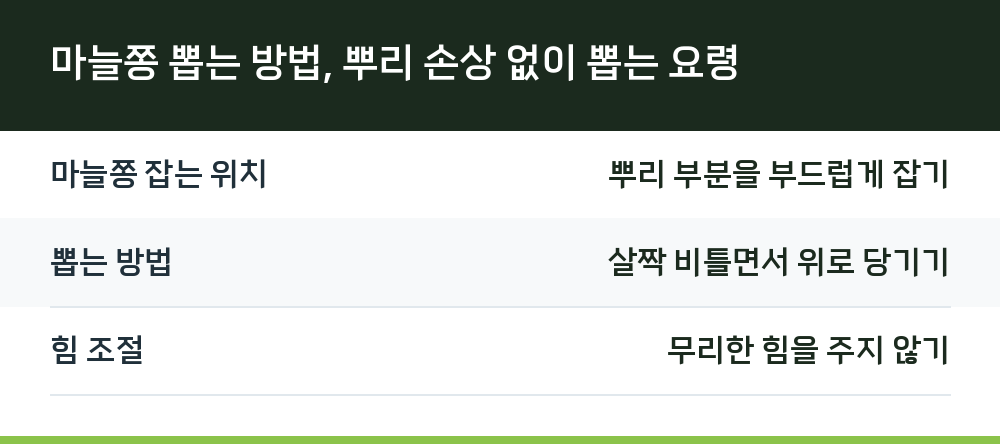 마늘쫑 뽑는 방법, 뿌리 손상 없이 뽑는 요령
