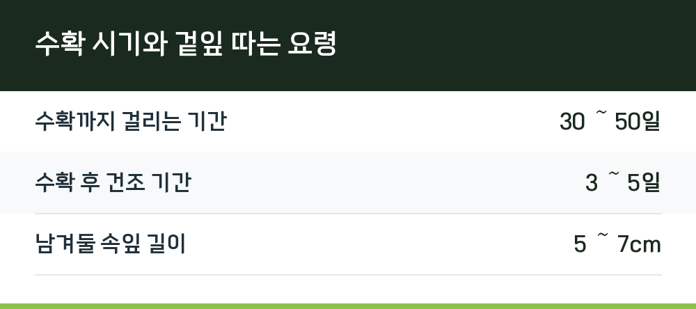 수확 시기와 겉잎 따는 요령
