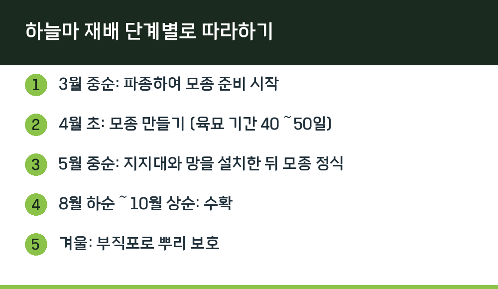하늘마 재배 단계별로 따라하기