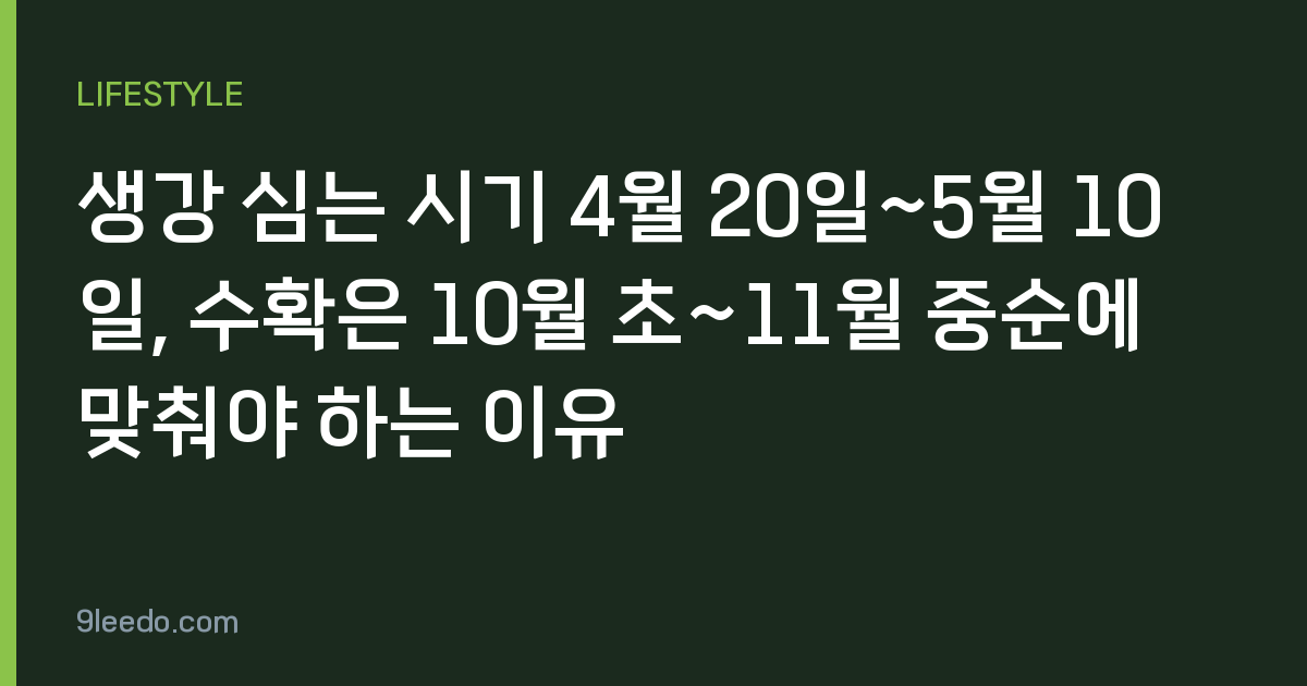 생강 심는 시기 4월 20일~5월 10일, 수확은 10월 초~11월 중순에 맞춰야 하는 이유