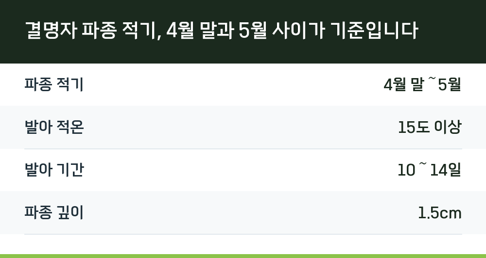 결명자 파종 적기, 4월 말과 5월 사이가 기준입니다