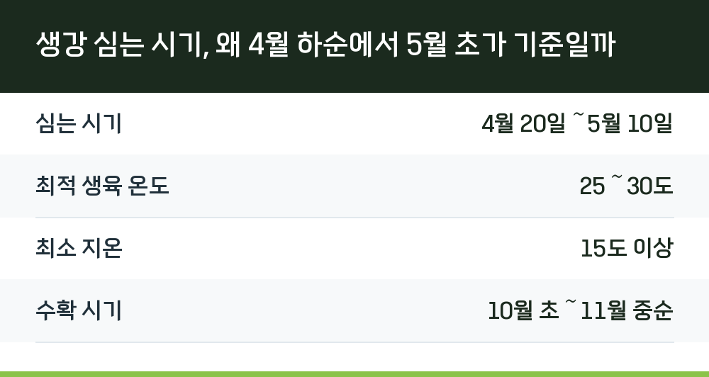 생강 심는 시기, 왜 4월 하순에서 5월 초가 기준일까