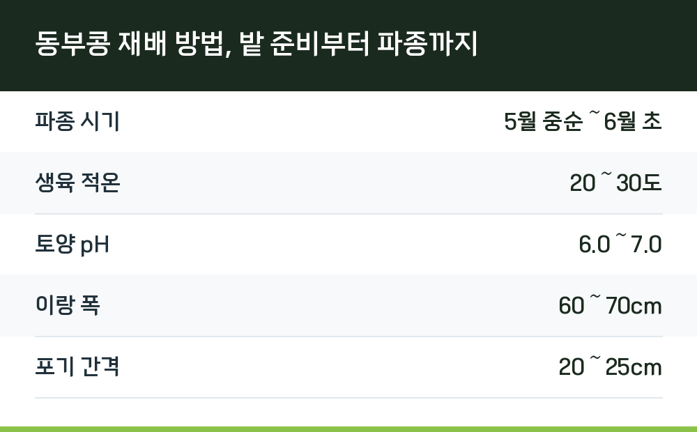 동부콩 재배 방법, 밭 준비부터 파종까지